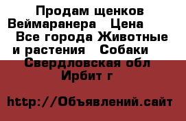 Продам щенков Веймаранера › Цена ­ 30 - Все города Животные и растения » Собаки   . Свердловская обл.,Ирбит г.